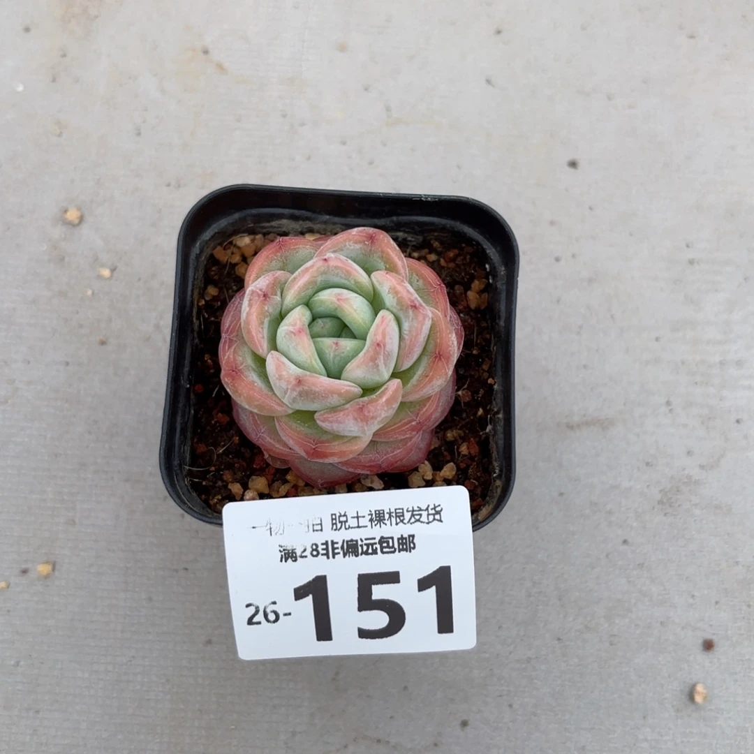 星星珍妮单头多肉多肉多肉