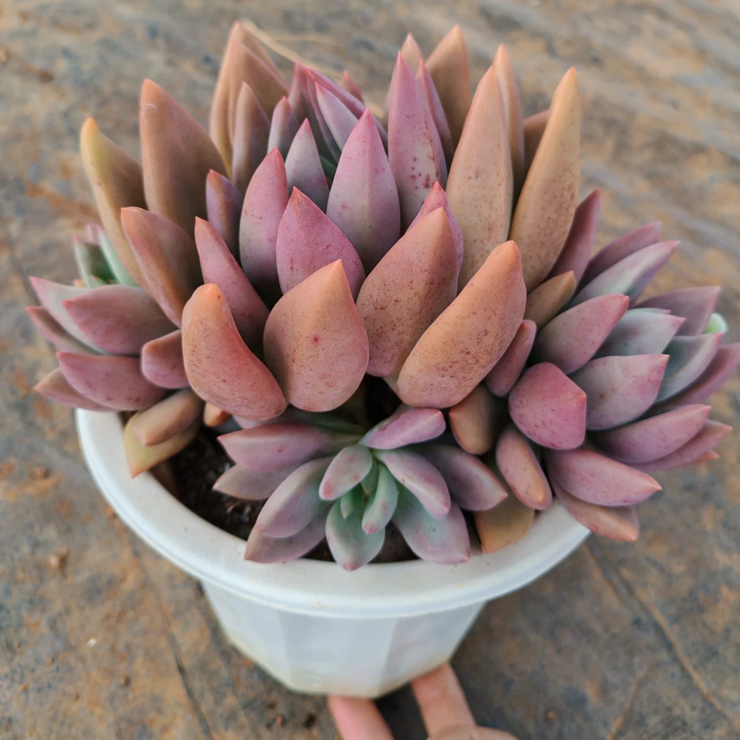 桃花源精品，三年老桩