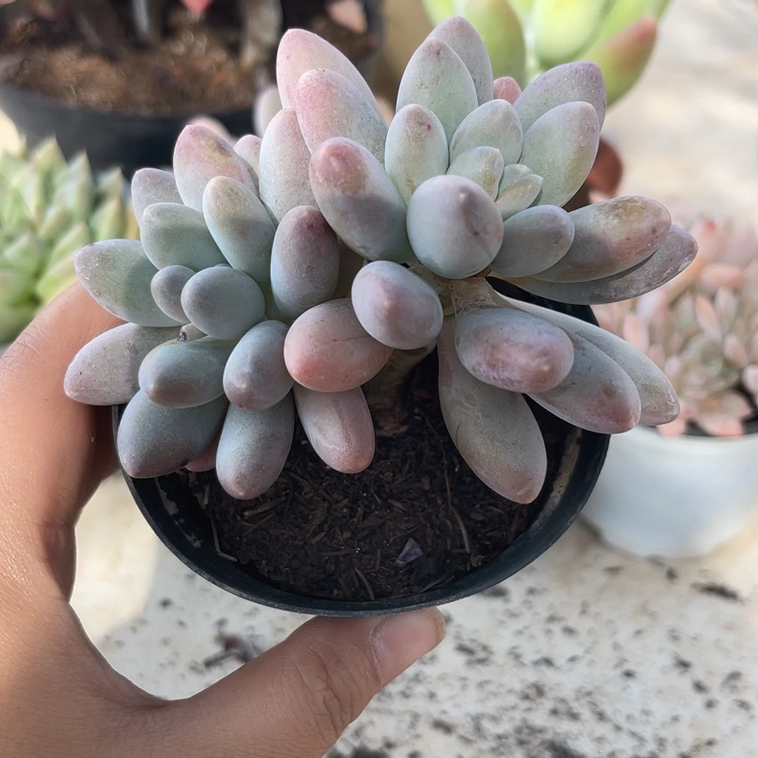 芊芊美人。 1111111