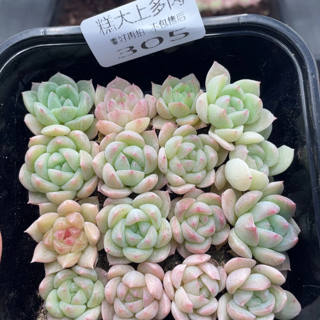 糕大上多肉植物305