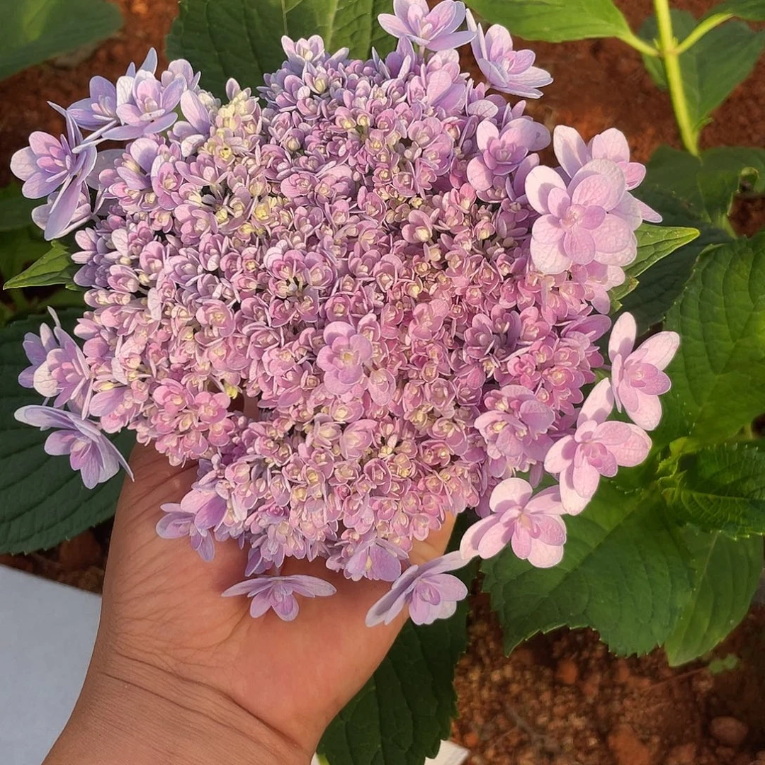 绣球切花一物一拍3枝包邮，140