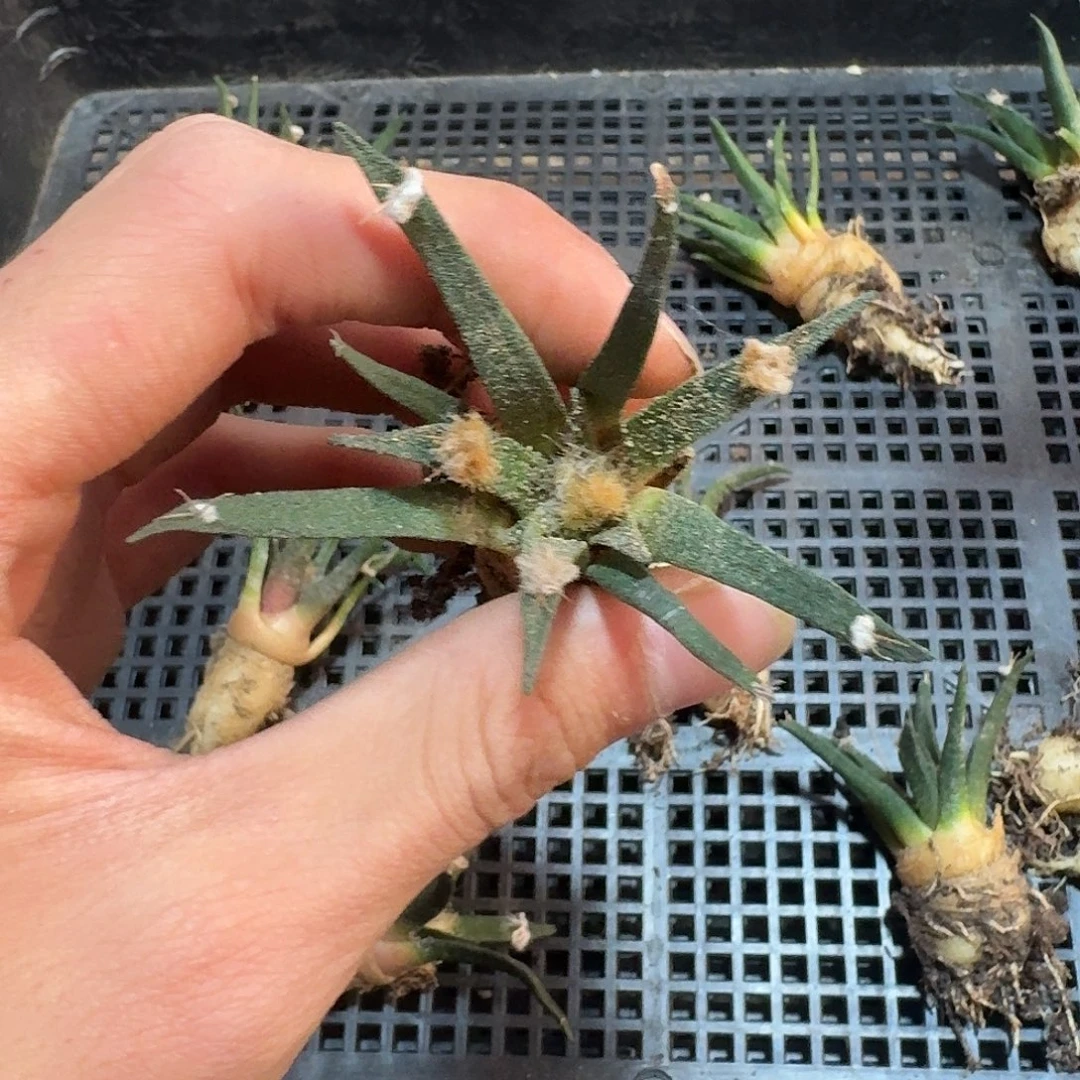 大大号实生根龙舌兰牡丹