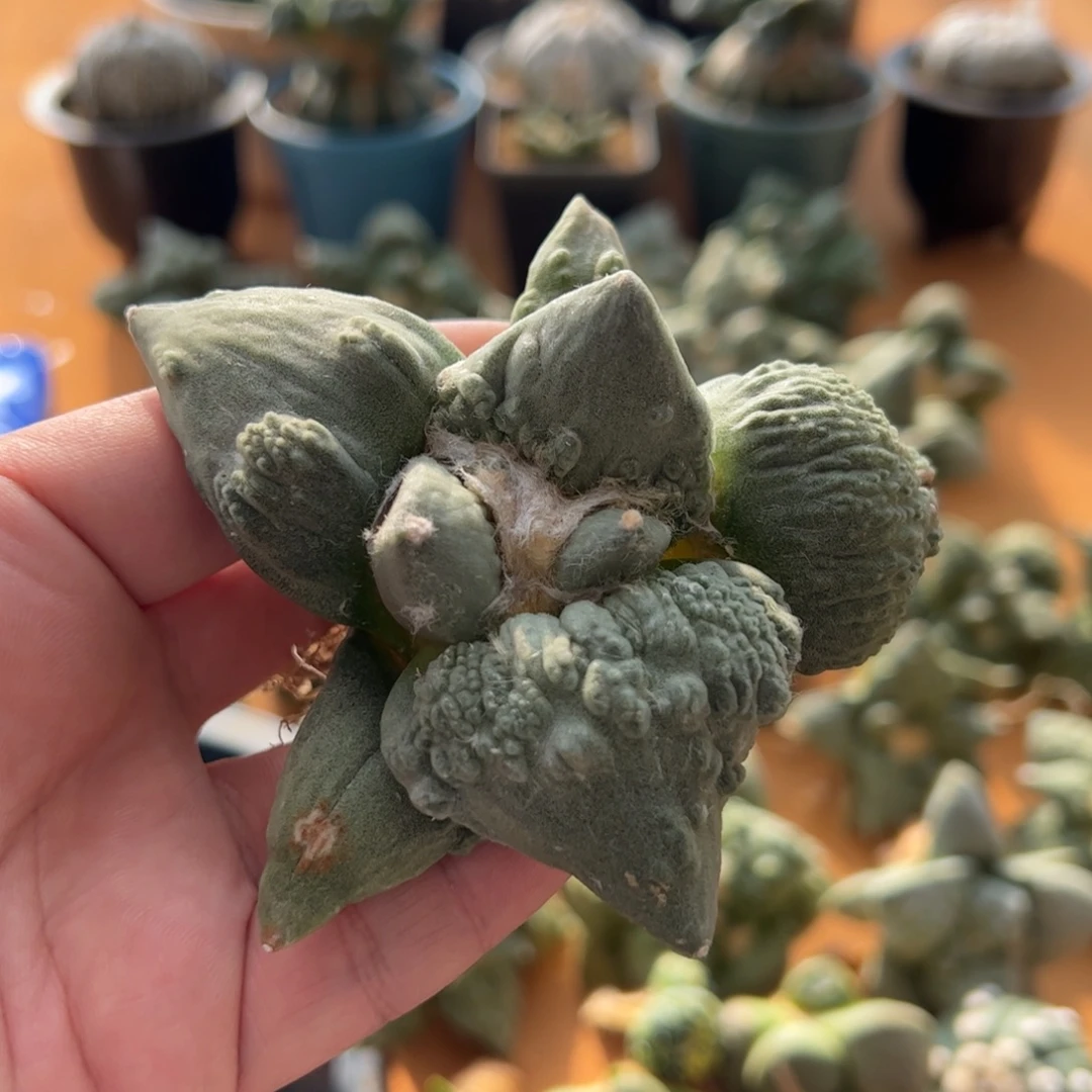 无花朵015实生怒涛10cm