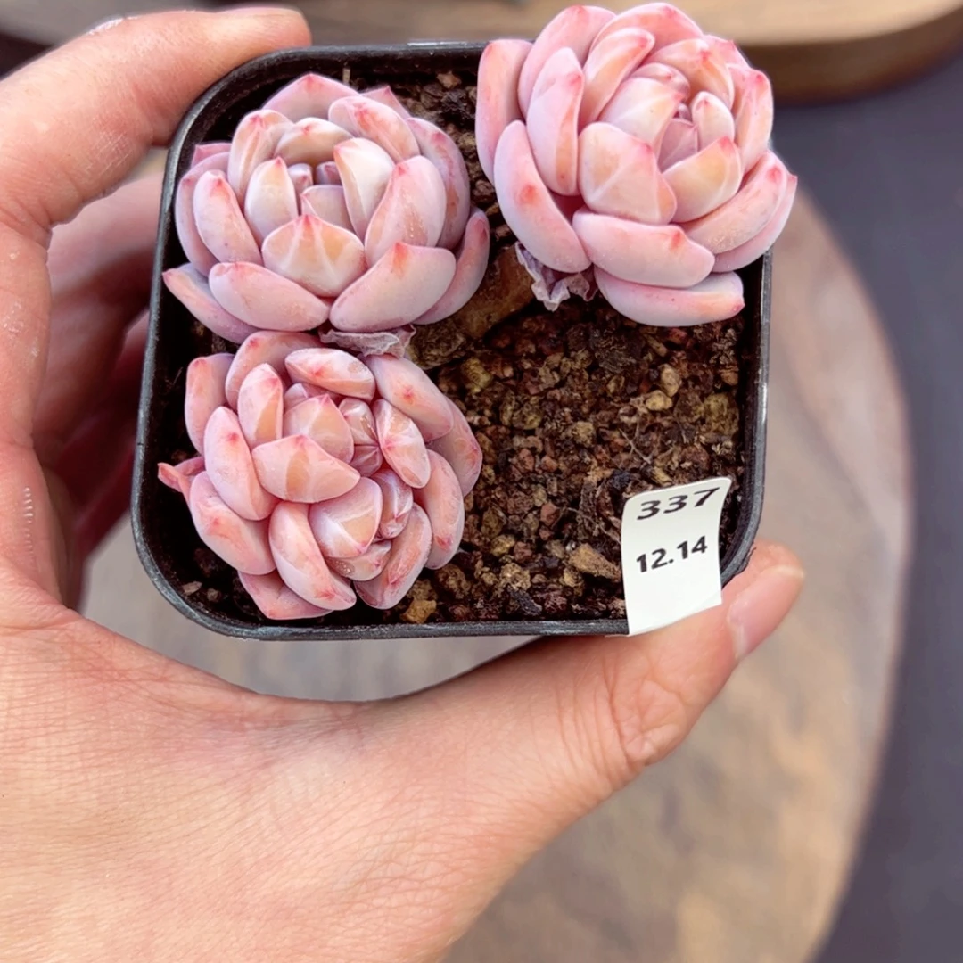 好好看337、哈哈哈哈哈