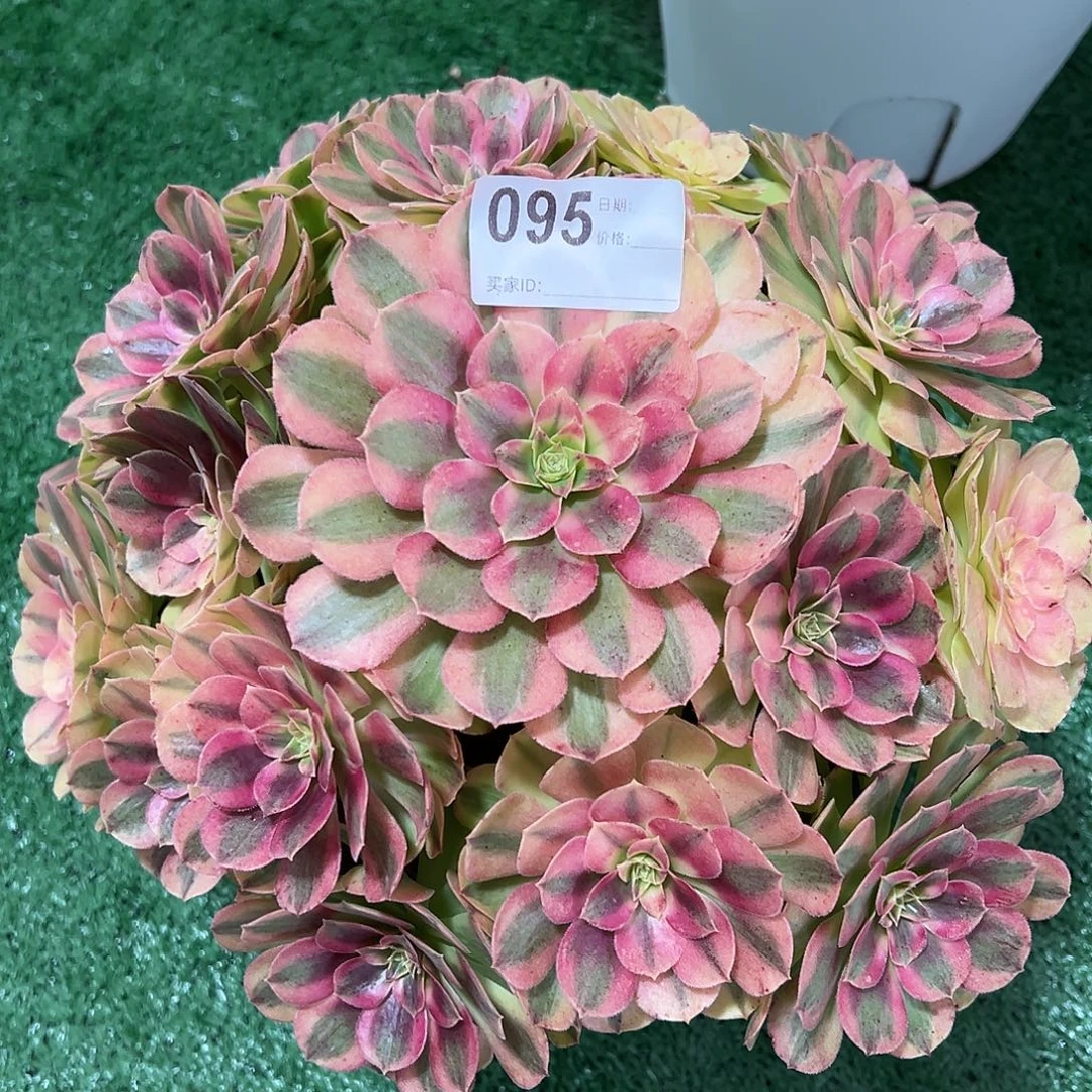 095雨荷多肉植物法师