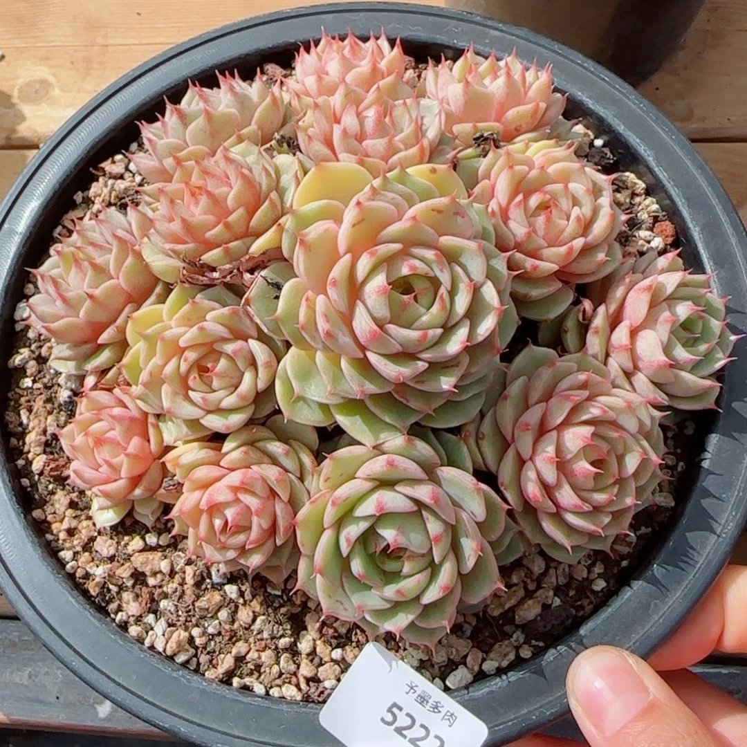 笨吧无砍，5222多肉植物