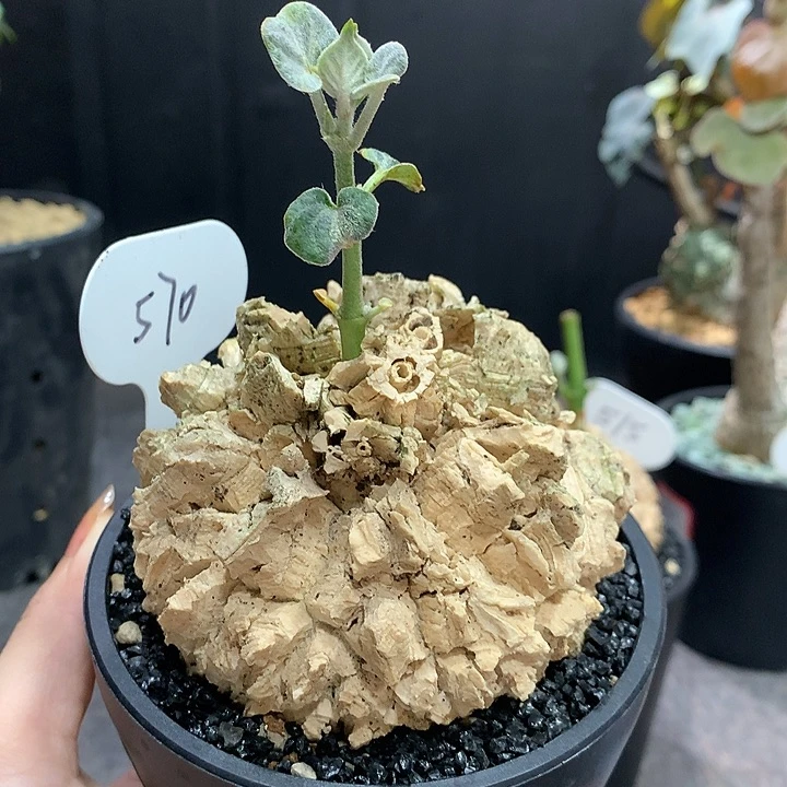 570龟甲萝摩哈哈哈哈