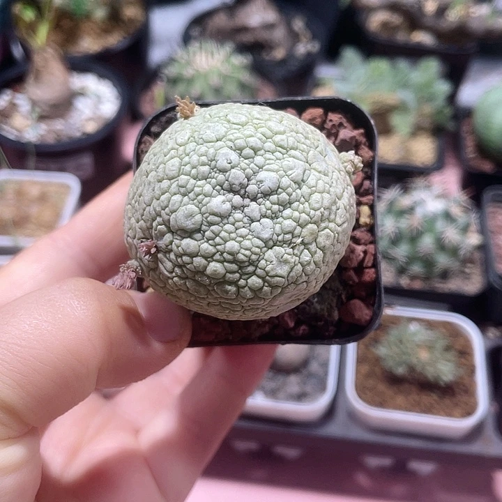 蝶***鱼293凝提玉仙人球，