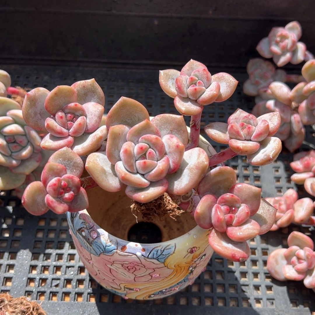 石榴子星影飘枝多肉植物