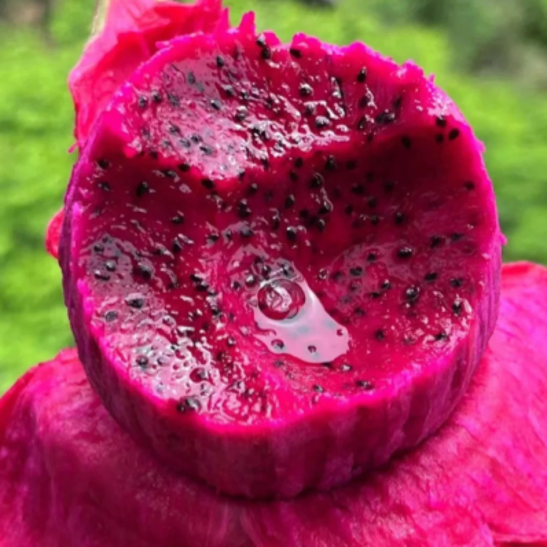 海南红心火龙果【一颗0.6斤左右】