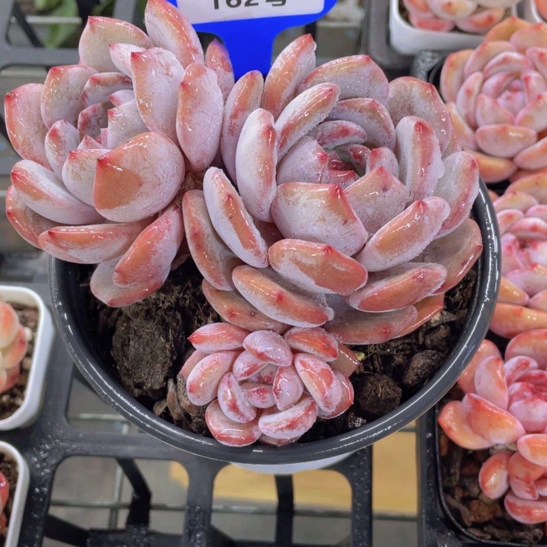 162号三头老桩韩货包包橙一个