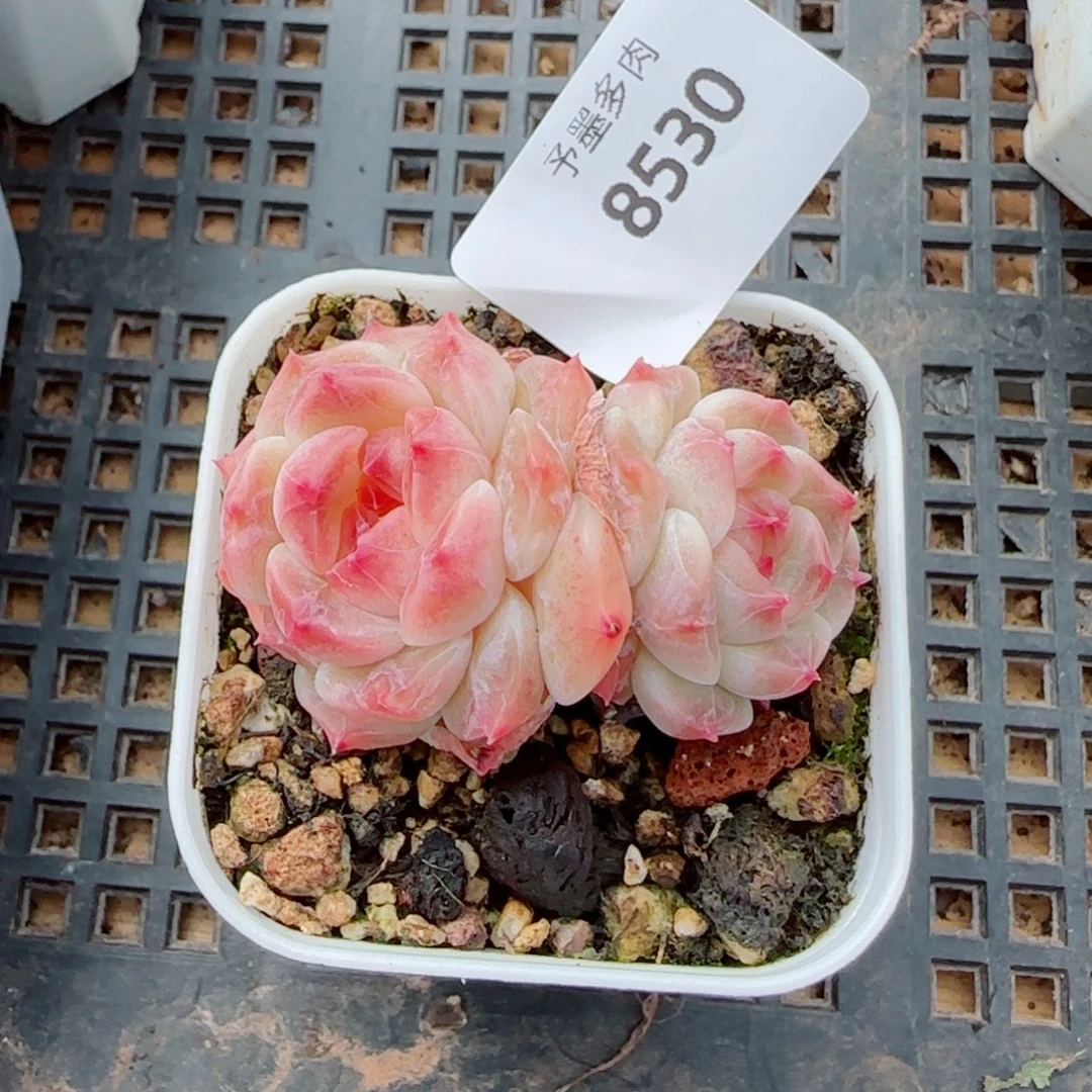 秘境冰魄，8530多肉植物