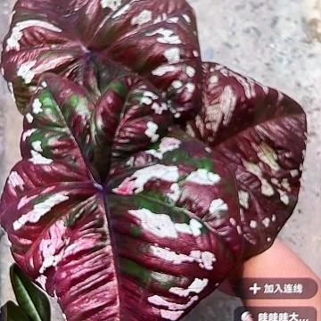 ❄️511-0530黑皮体育生泰国发货