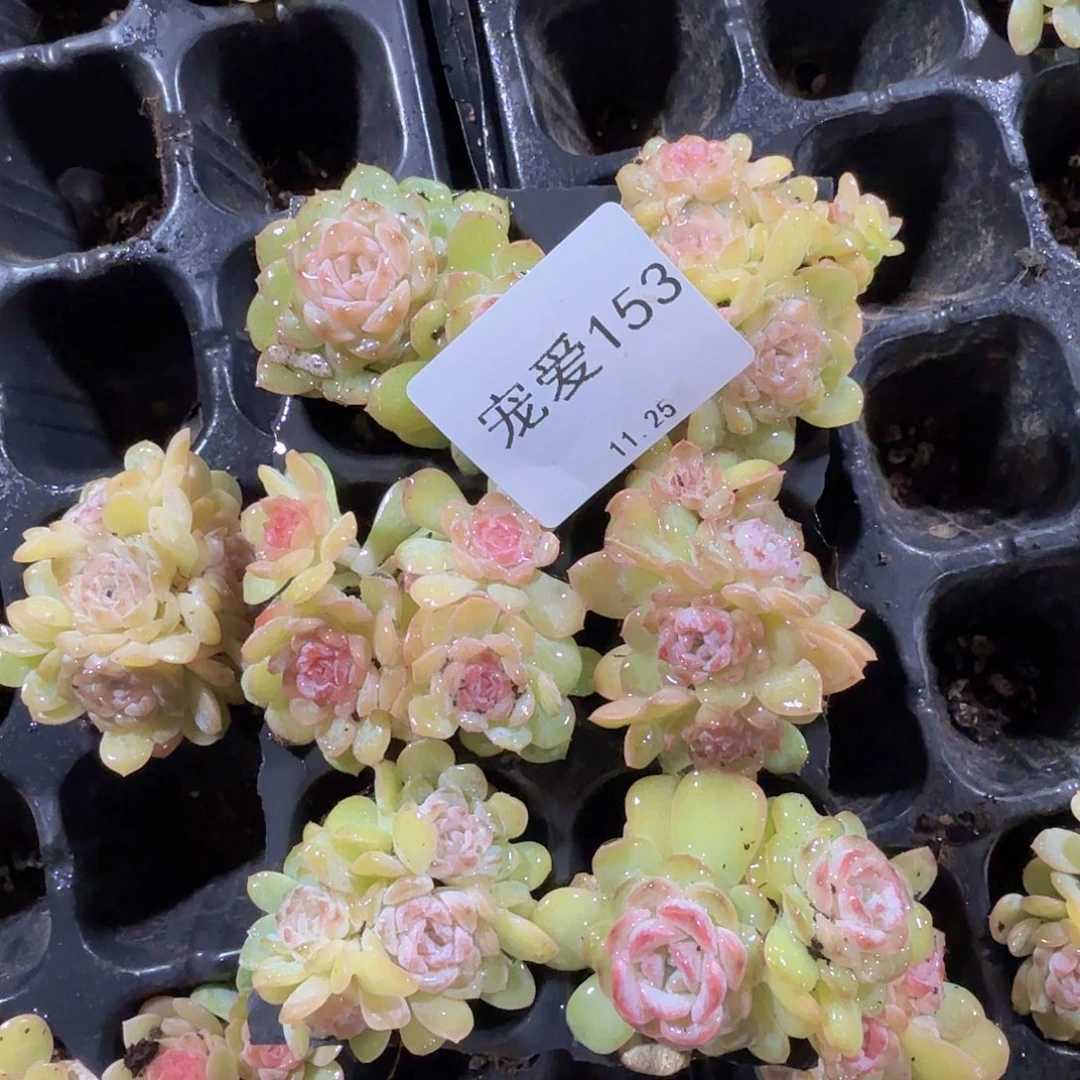 直播福利一物一拍153