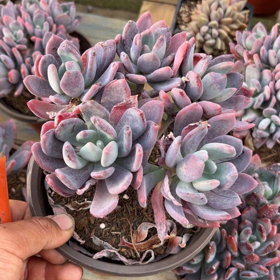 ?****转灰姑娘多肉葡萄的故事