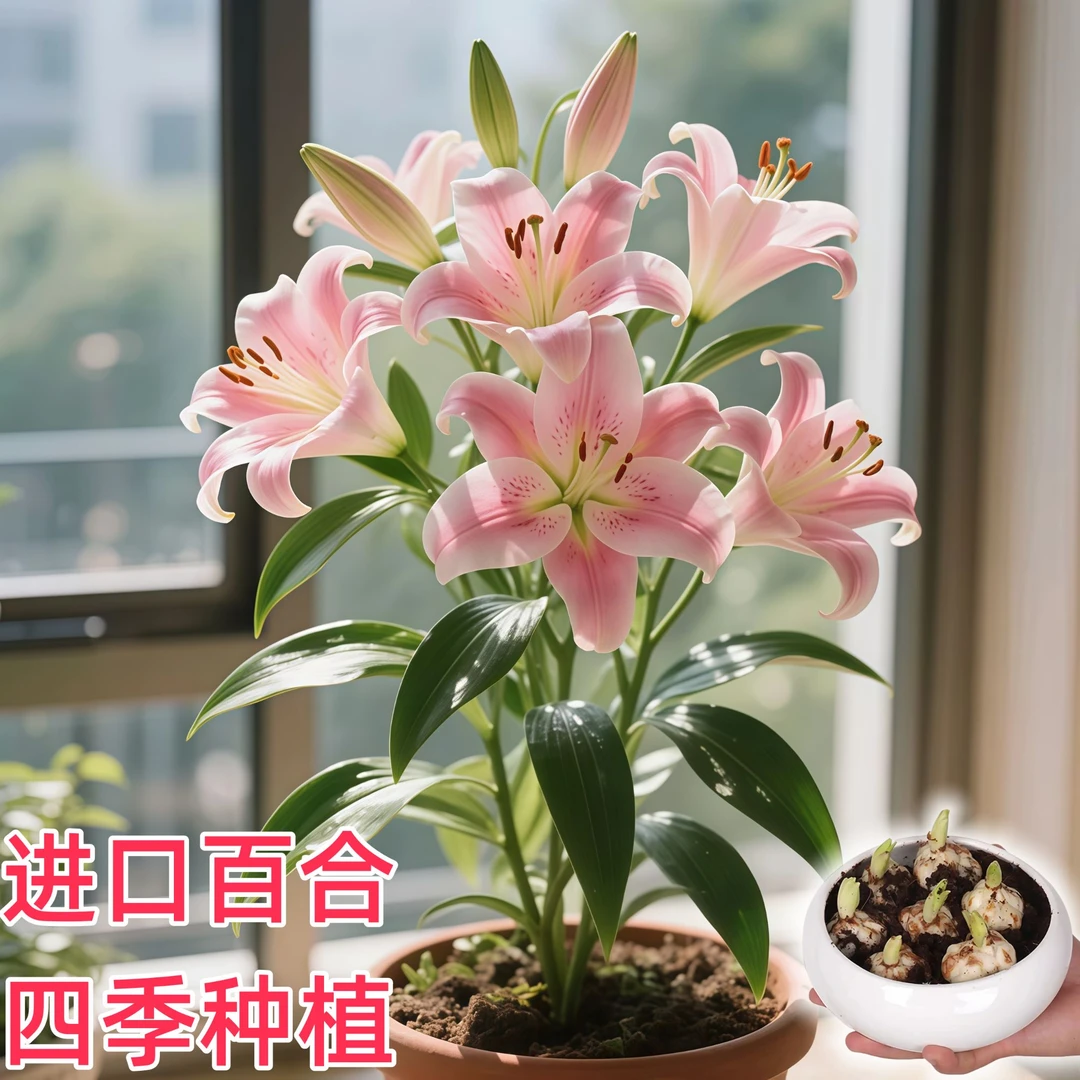 浓香型百合种球春夏秋冬四季开花重瓣大花庭院种植发芽阳台多年生