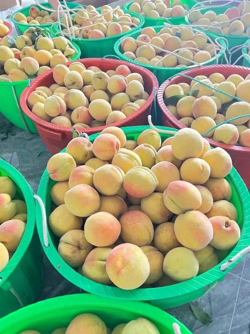 高山黄桃沅陵黄桃脆甜多汁新鲜现摘当季桃子孕妇水果