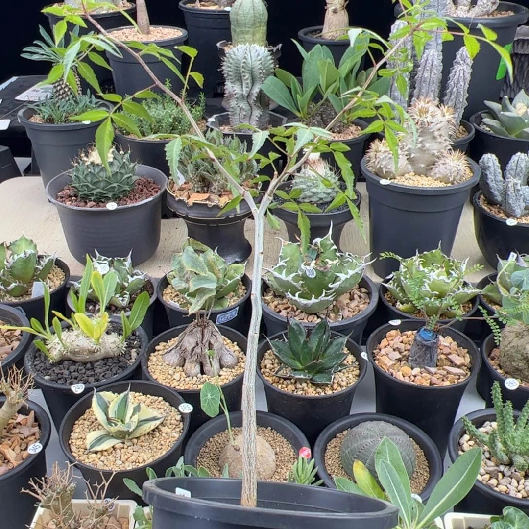 狭叶裂榄实生一物一拍