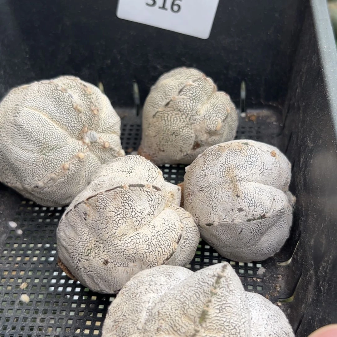 我*？316 仙人球的海鲜