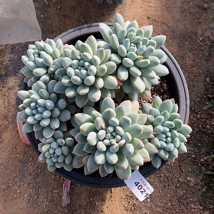 阿雅园艺。         4021奶糖