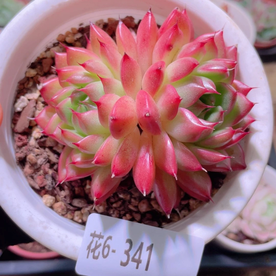 花利美6-341海王