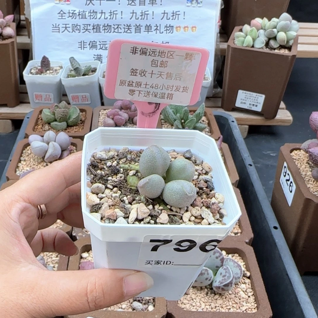 796哈密瓜多肉植物