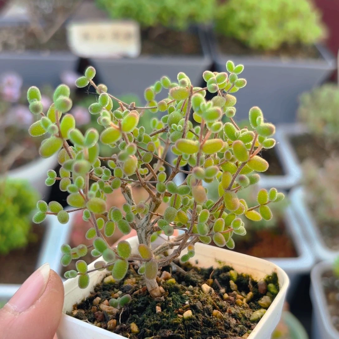 实生蜜叶糖球968。