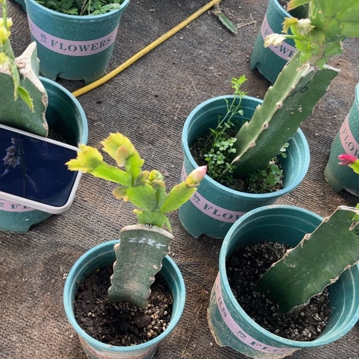 程***程17号2285红色00000000