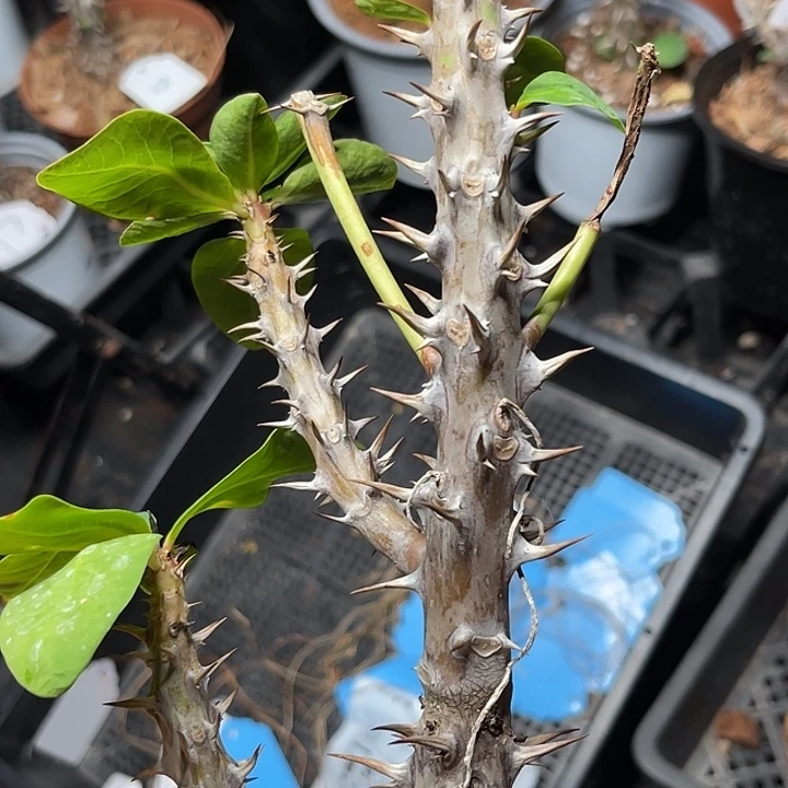 虎刺梅大花不确定带根