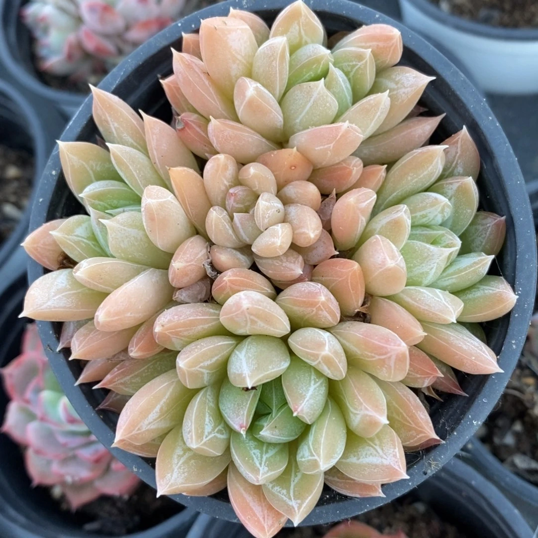 自助下单一物一拍多肉，下滑更多品种选择