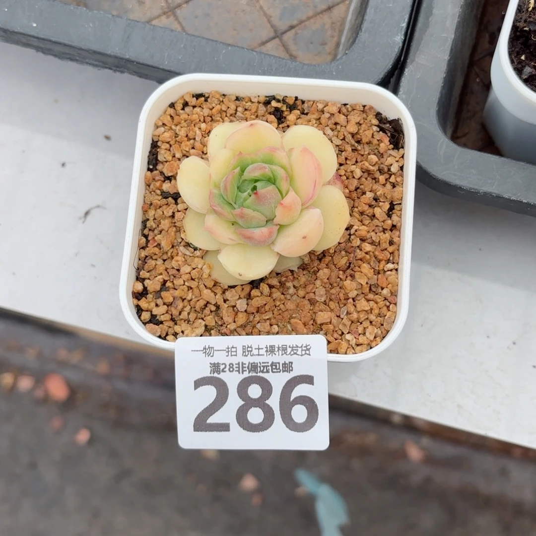 吃***豆水晶虾饺无盆土发货