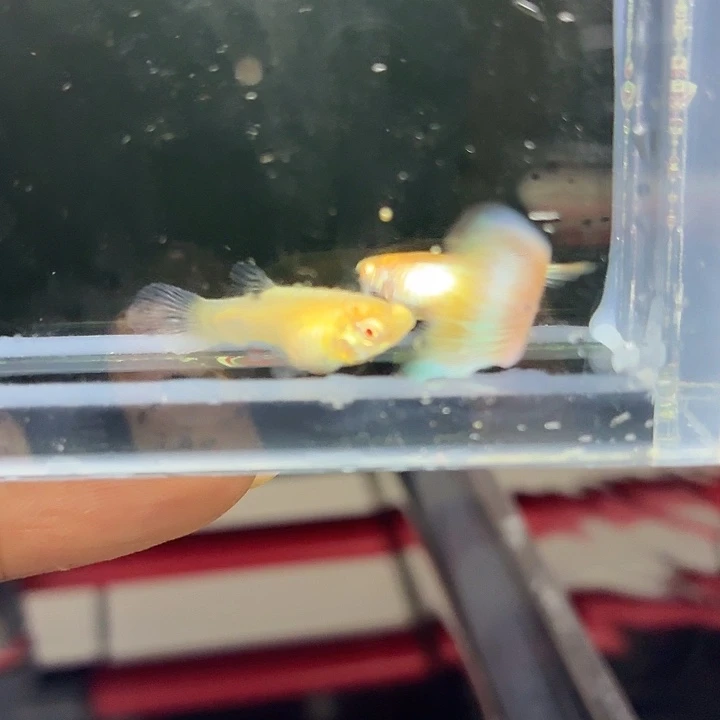 孔雀鱼幻彩马卡龙一对
