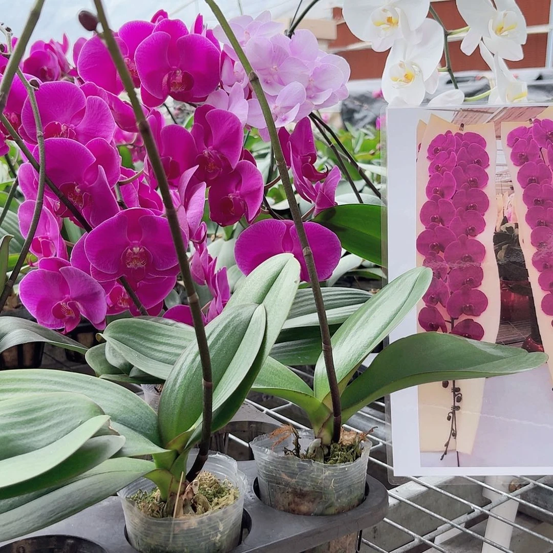 无花朵大辣椒带花剑2.5杯4颗叶片易开裂