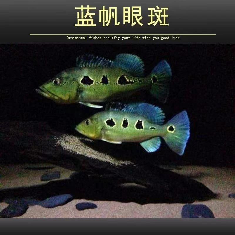 亚帝王三间蓝帆眼斑鱼苗大型热带凶猛观赏鱼活体中大型