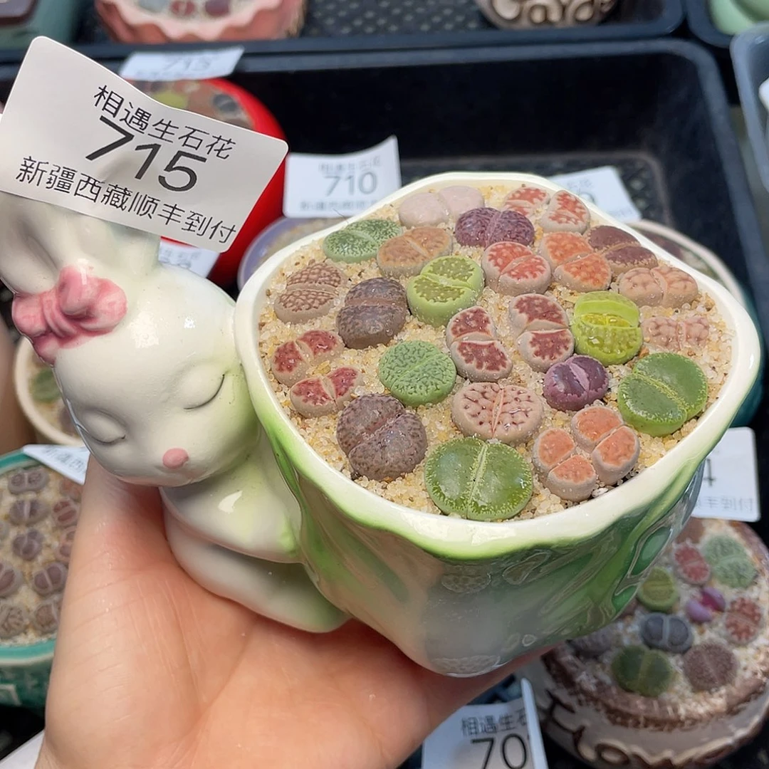 相遇开播福利715