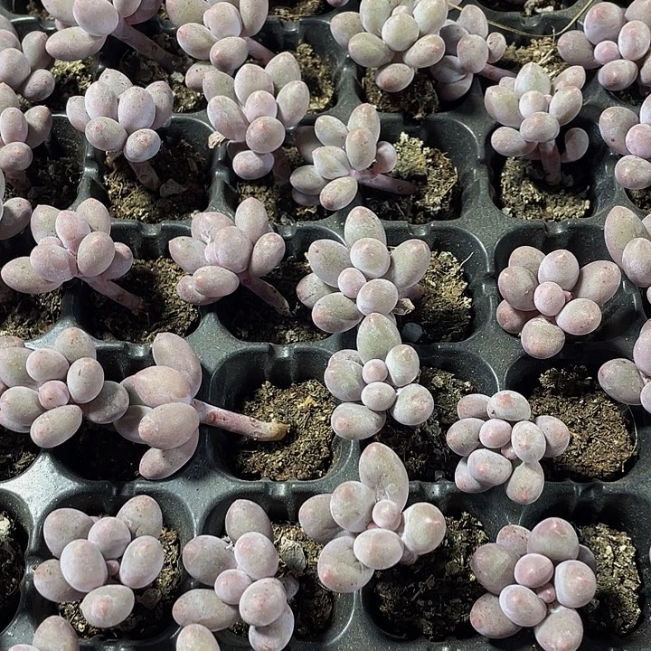 小汤圆1元带土发货