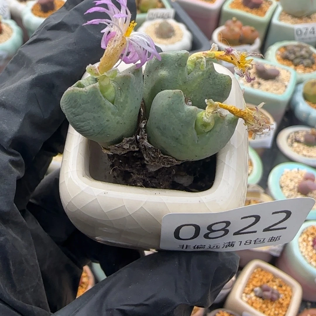 二***王0822-一物一拍 带盆