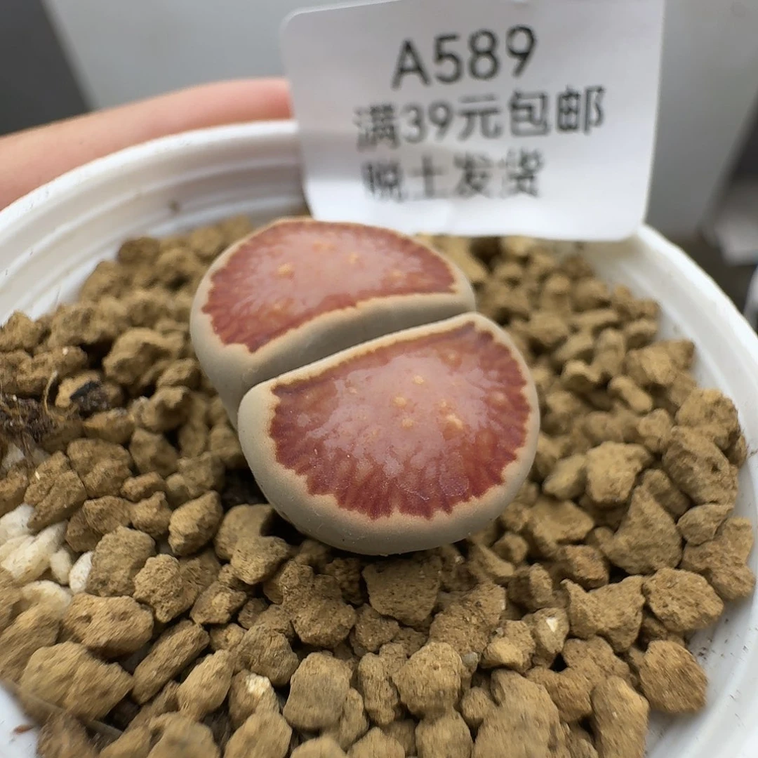 589很干哈哈哈哈哈哈哈哈