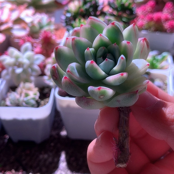 不知名小福利有根