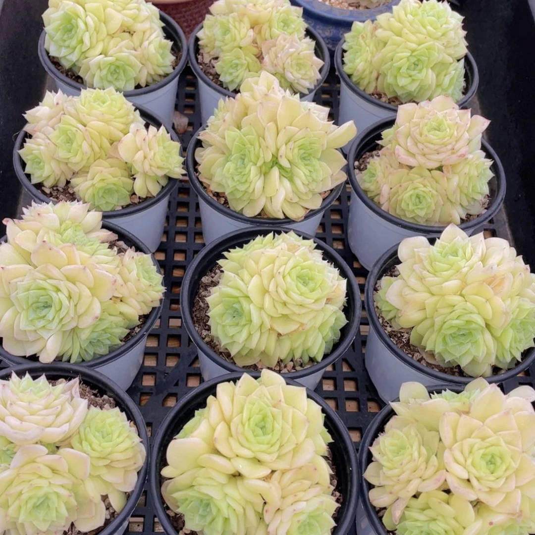 量拍42号 果冻白天鹅麦秆群生五头起一个