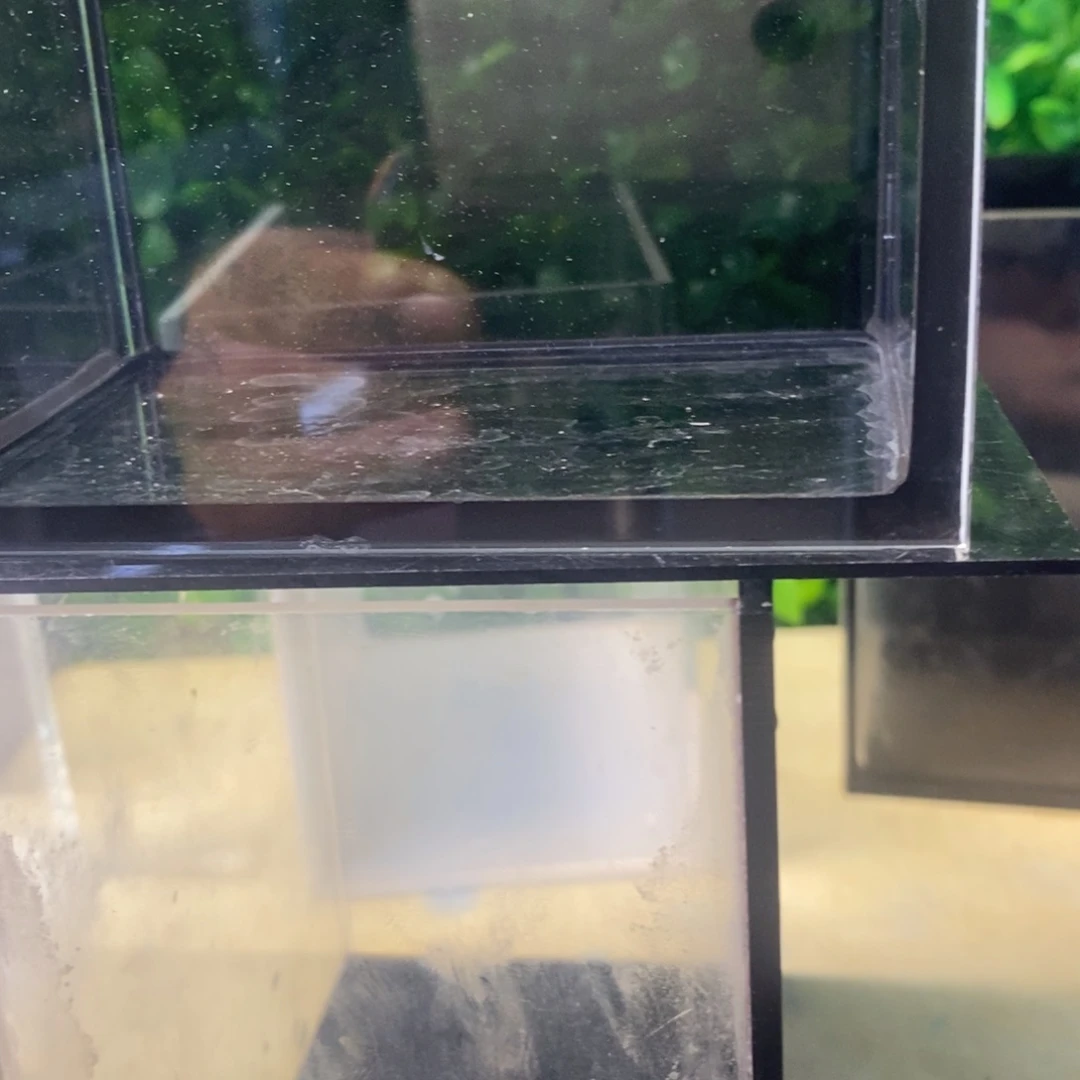 孔雀鱼，黑金蕾丝玻璃猫三条