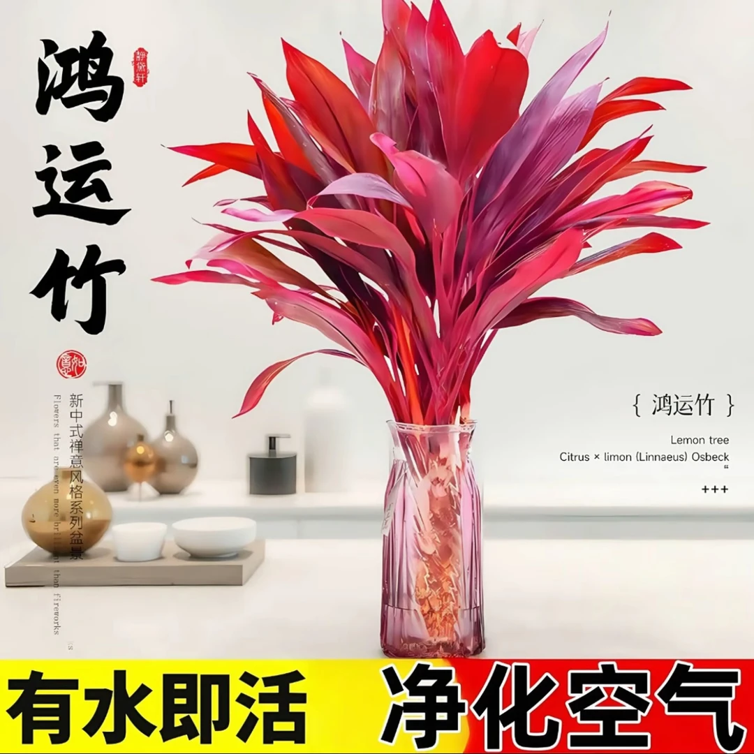 【精品70一80CM】紫竹鸿运富贵竹水培绿植室内客厅招财净化空气盆栽