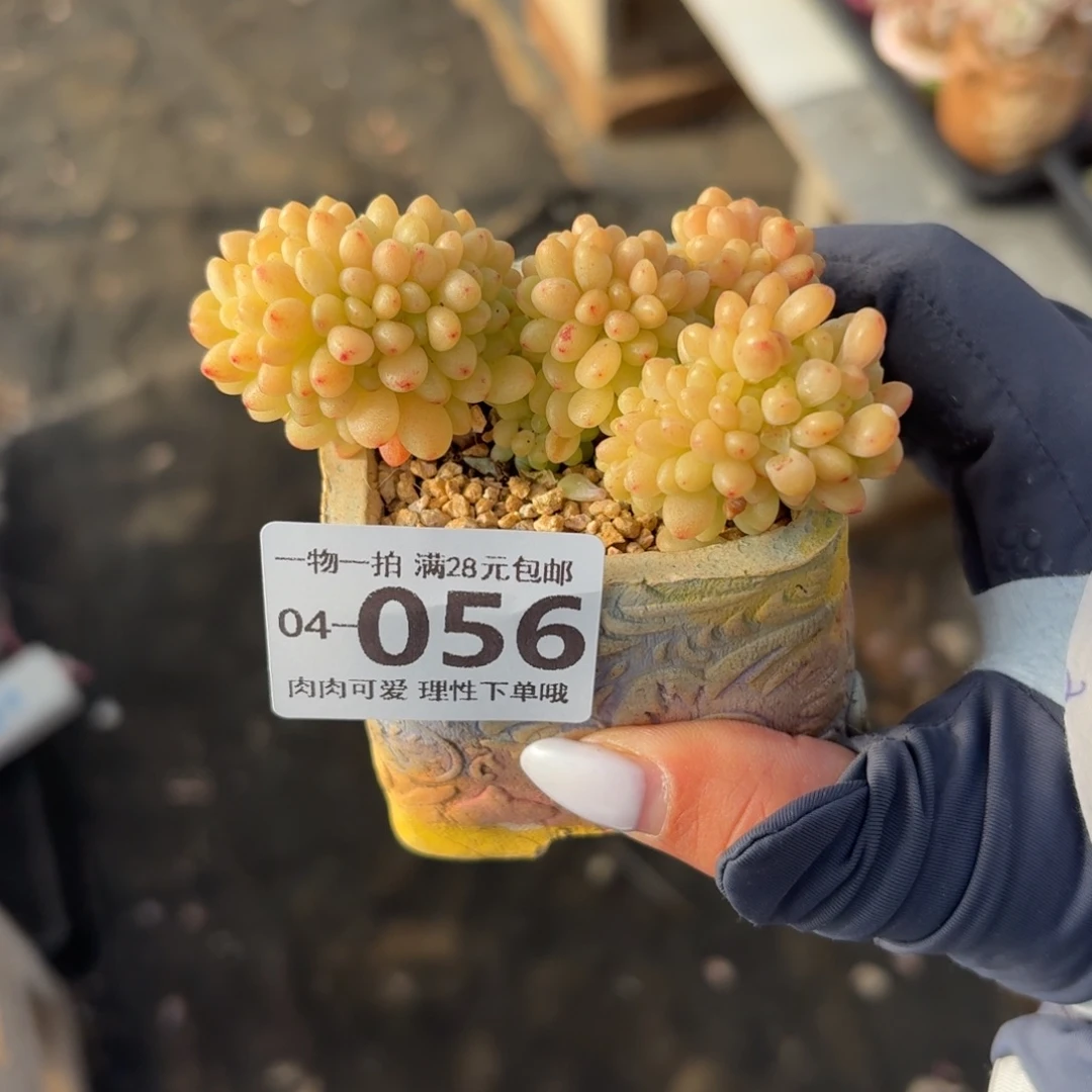 香格里拉缀无盆土发货