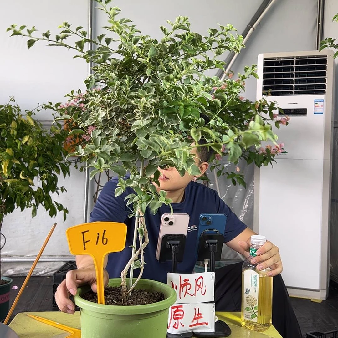当前无花栽培后可以开花上****圆F16少女心