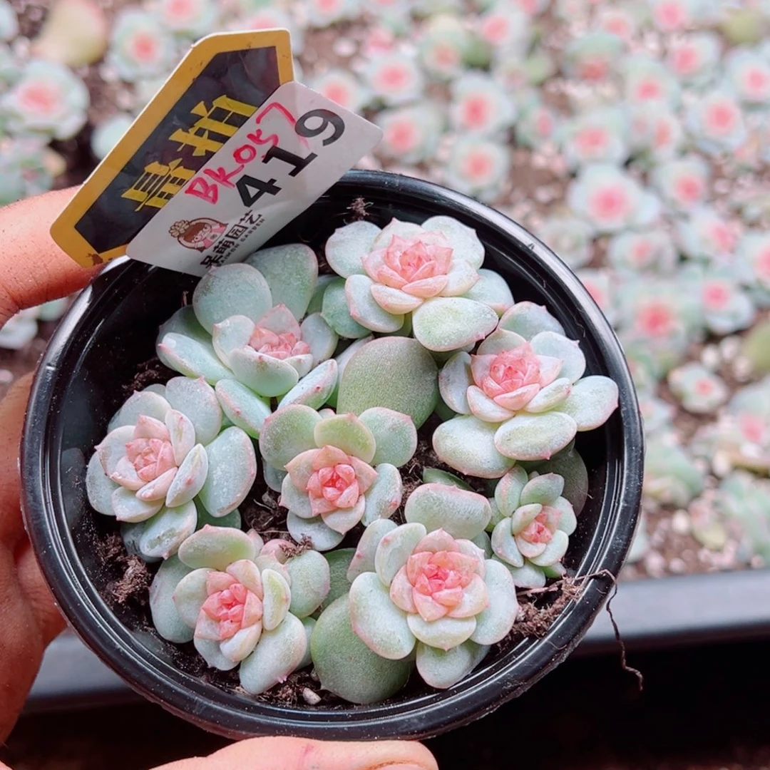 多肉植物多肉植物