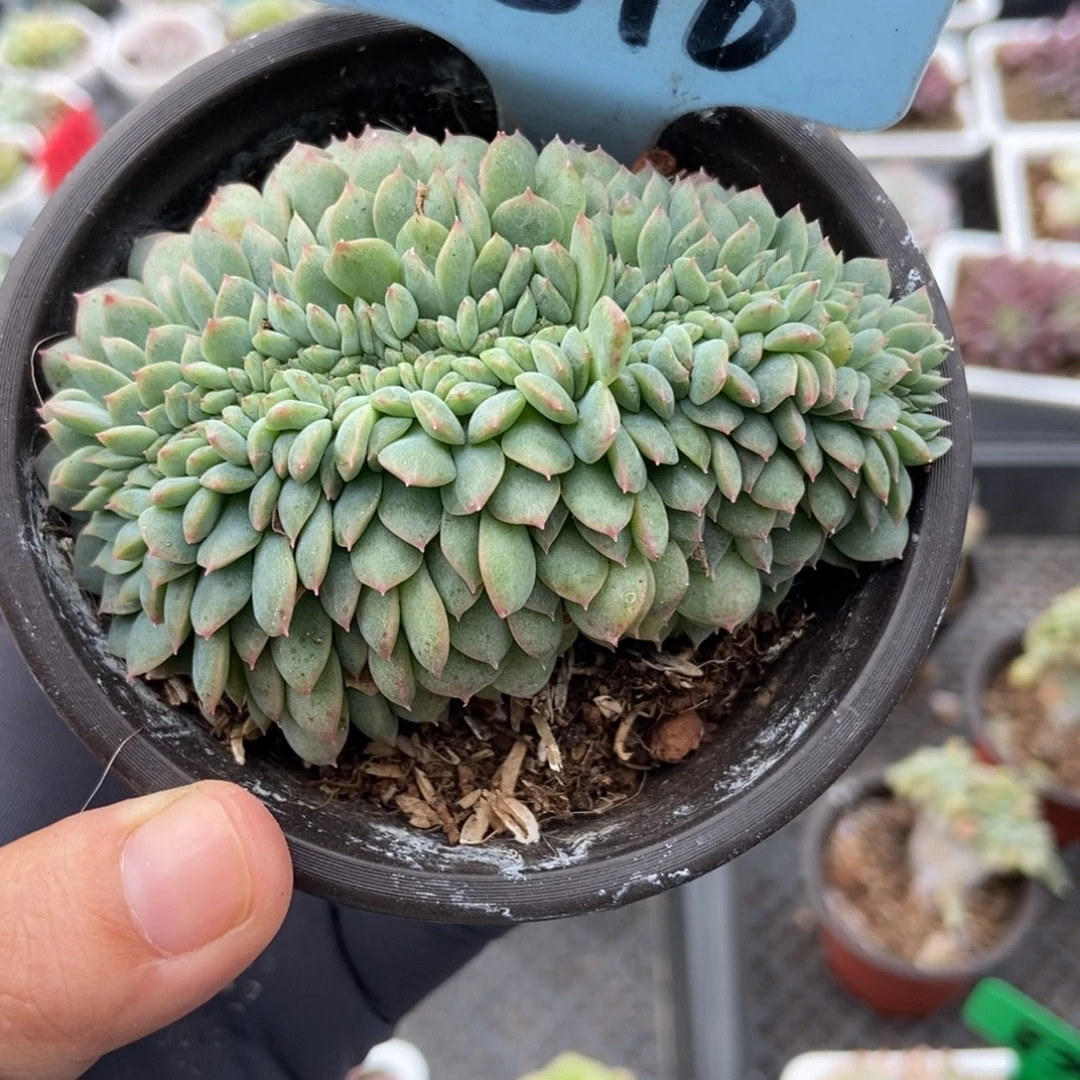 1816冰魄缀多肉植物