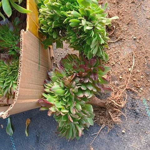 179法师缀化2棵多肉植物