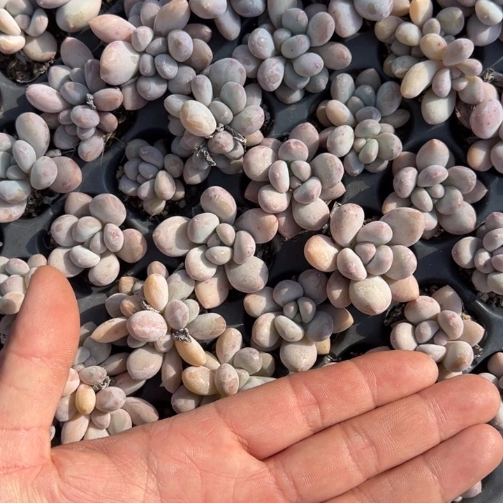 香水3cm4颗量拍多肉满20包邮初7发