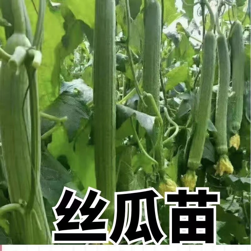 丝瓜苗高产丝瓜苗鲜花丝瓜苗长丝瓜苗带土发货成活高抗病蔬菜苗