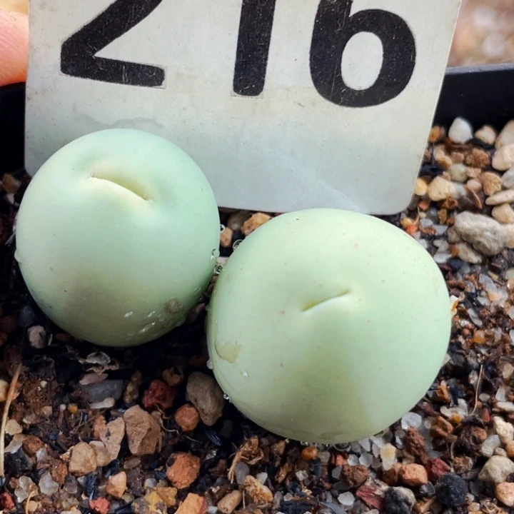 216鸽子蛋母本带盆